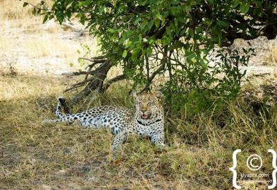 Camouflaged leopard in long grass Kruger National Park Big Five safari South Africa