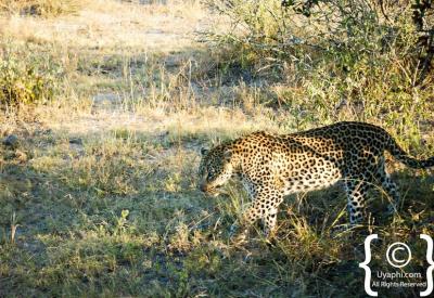 Leopard drinking at waterhole Kruger National Park South Africa wildlife photography