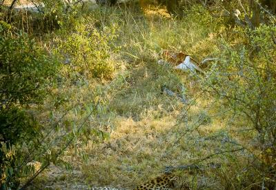 Leopard drinking at waterhole Kruger National Park South Africa wildlife photography