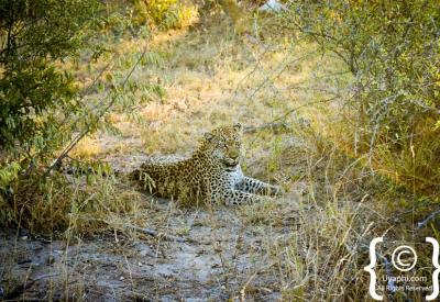 Leopard drinking at waterhole Kruger National Park South Africa wildlife photography
