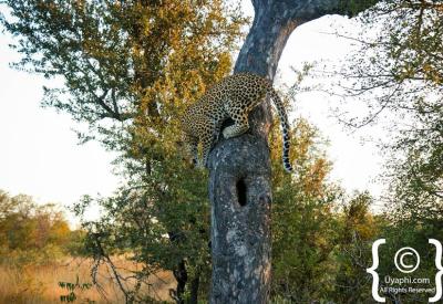 Elusive leopard Big Five sighting Kruger National Park safari South Africa