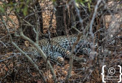 Leopard resting in tree Sabi Sand Game Reserve Greater Kruger South Africa