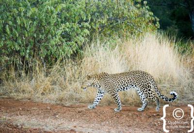 Elusive leopard Big Five sighting Kruger National Park safari South Africa
