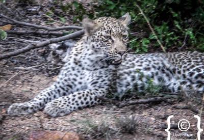 Elusive leopard Big Five sighting Kruger National Park safari South Africa
