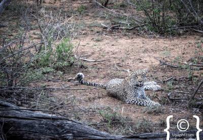 Elusive leopard Big Five sighting Kruger National Park safari South Africa