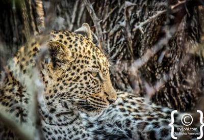 Leopard resting in tree Sabi Sand Game Reserve Greater Kruger South Africa