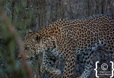 Close-up leopard on game drive Kruger National Park South Africa