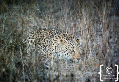 Close-up leopard on game drive Kruger National Park South Africa