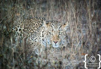 Close-up leopard on game drive Kruger National Park South Africa