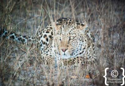 Leopard walking through bushveld Kruger National Park South Africa safari