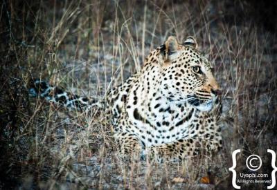 Leopard walking through bushveld Kruger National Park South Africa safari