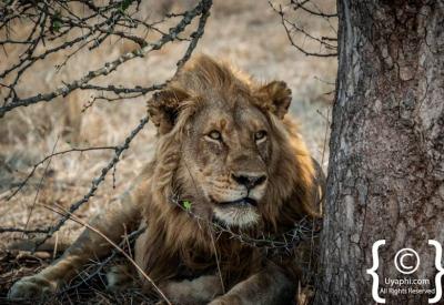 Male lion with full mane portrait Kruger National Park Big Five South Africa