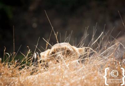 Lion cubs playing in Kruger National Park Big Five wildlife South Africa