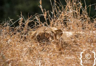Lion cubs playing in Kruger National Park Big Five wildlife South Africa