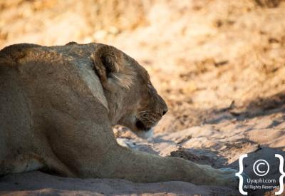 Lion cubs playing in Kruger National Park Big Five wildlife South Africa