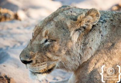 Lions feeding on kill Kruger National Park wildlife photography South Africa
