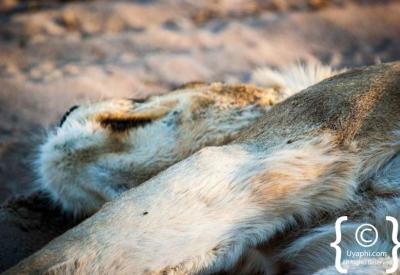 Lions feeding on kill Kruger National Park wildlife photography South Africa