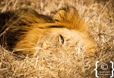 Lions feeding on kill Kruger National Park wildlife photography South Africa