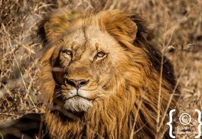 Lion roaring in Kruger National Park Big Five safari South Africa