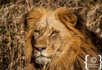 Lion roaring in Kruger National Park Big Five safari South Africa