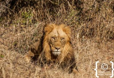 Lion roaring in Kruger National Park Big Five safari South Africa