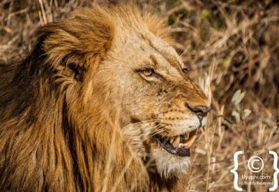 Lions drinking at waterhole Kruger National Park Big Five South Africa