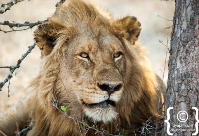 Male lion with full mane portrait Kruger National Park Big Five South Africa