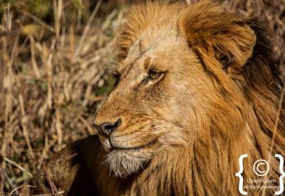 Lions drinking at waterhole Kruger National Park Big Five South Africa