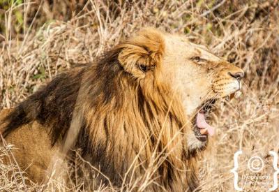 Lions drinking at waterhole Kruger National Park Big Five South Africa