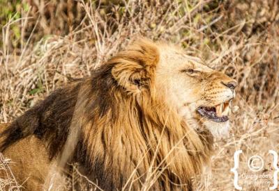 Lioness stalking prey on Kruger National Park game drive South Africa