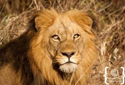 Lioness stalking prey on Kruger National Park game drive South Africa
