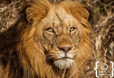 Lioness stalking prey on Kruger National Park game drive South Africa