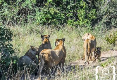 Lion camouflaged in long grass Kruger National Park safari South Africa