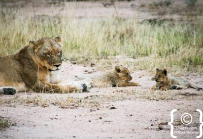 Male lion walking on dirt road Kruger National Park Big Five safari South Africa