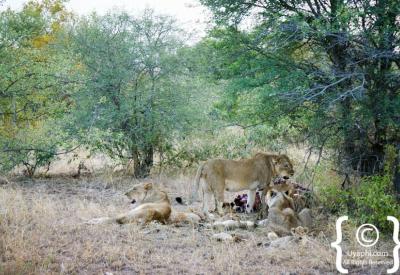 Male lion walking on dirt road Kruger National Park Big Five safari South Africa