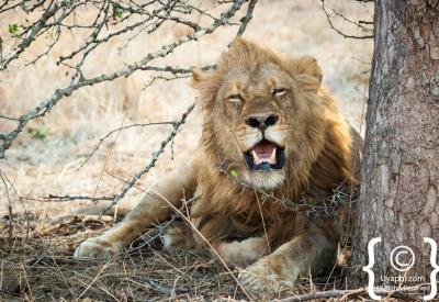 Male lion with full mane portrait Kruger National Park Big Five South Africa