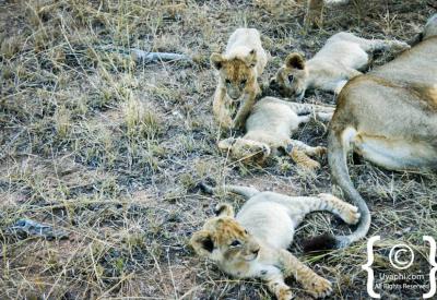 Lion Big Five sighting Kruger National Park Greater Kruger South Africa safari