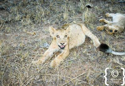 Lion Big Five sighting Kruger National Park Greater Kruger South Africa safari