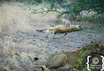 Lion Big Five sighting Kruger National Park Greater Kruger South Africa safari