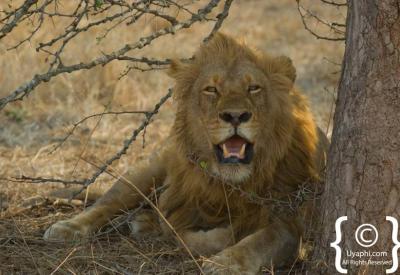 Lion pride resting in shade Kruger National Park Big Five safari South Africa