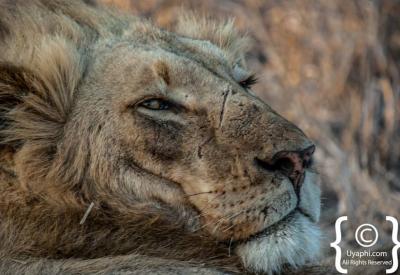 Lion pride resting in shade Kruger National Park Big Five safari South Africa