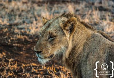Lioness on morning game drive Kruger National Park South Africa