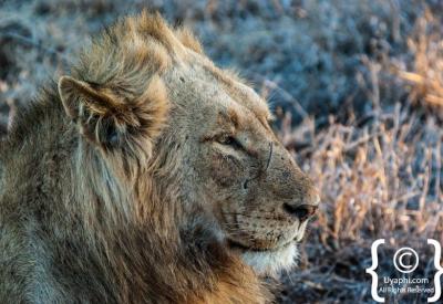 Lioness on morning game drive Kruger National Park South Africa