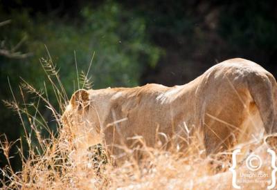 Lioness on morning game drive Kruger National Park South Africa