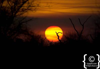 Panoramic bushveld plains Kruger National Park safari landscape South Africa