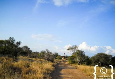 Sabi Sand Game Reserve private bushveld scenery Greater Kruger South Africa