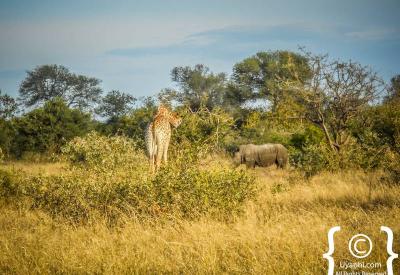 Sabi Sand Game Reserve private bushveld scenery Greater Kruger South Africa