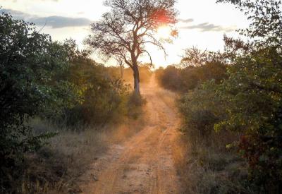 Sabi Sand Game Reserve private bushveld scenery Greater Kruger South Africa