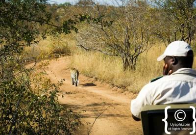 Dry season Kruger National Park sparse bushveld waterhole South Africa