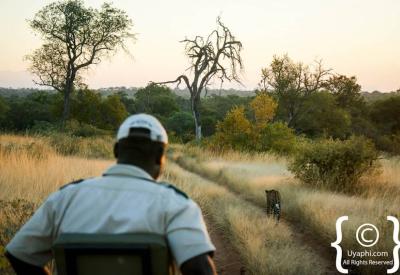 Dry season Kruger National Park sparse bushveld waterhole South Africa